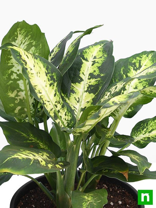 dieffenbachia sparkles - plant