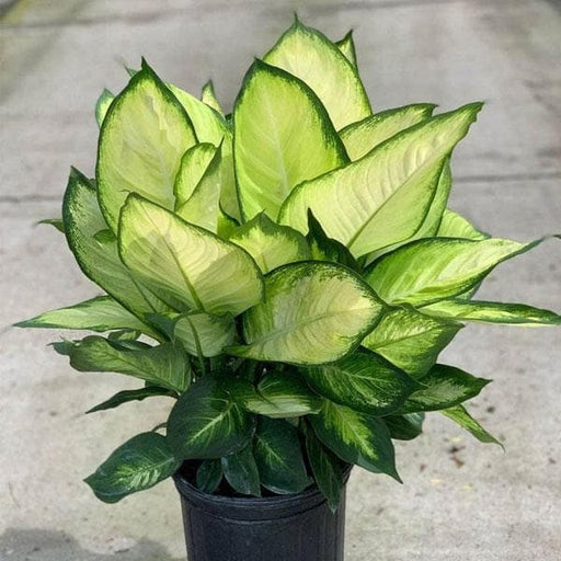 dieffenbachia tropic marianne - plant