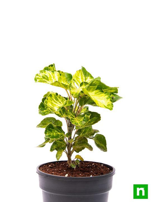 dinner plate aralia - plant