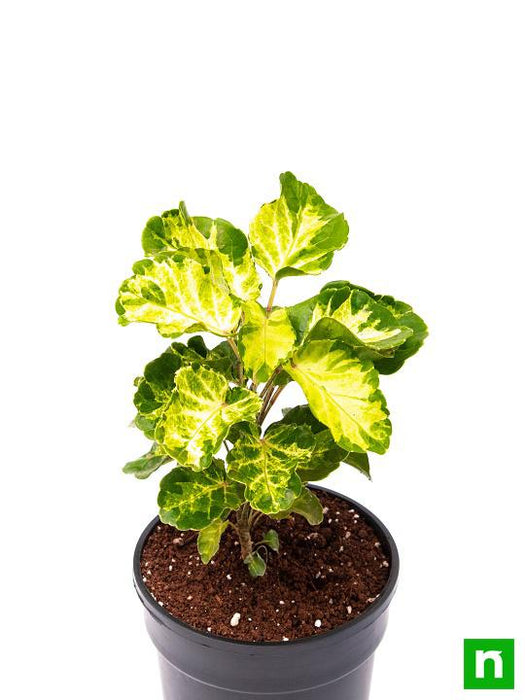 dinner plate aralia - plant