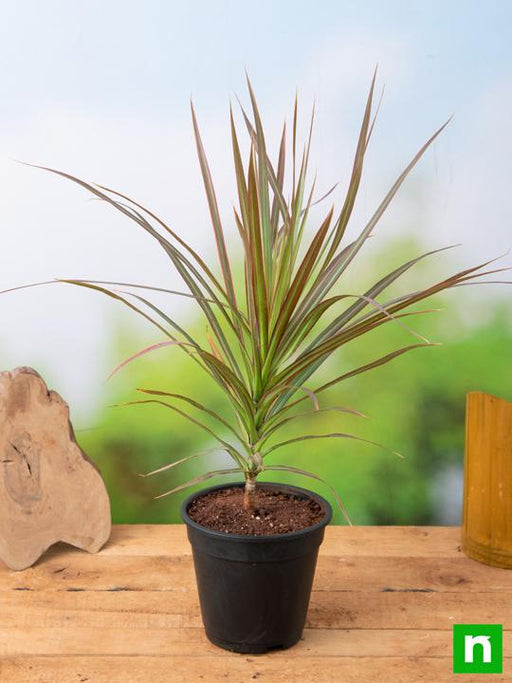 dracaena colorama - plant