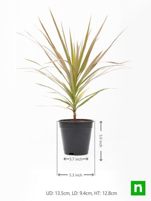 dracaena colorama - plant