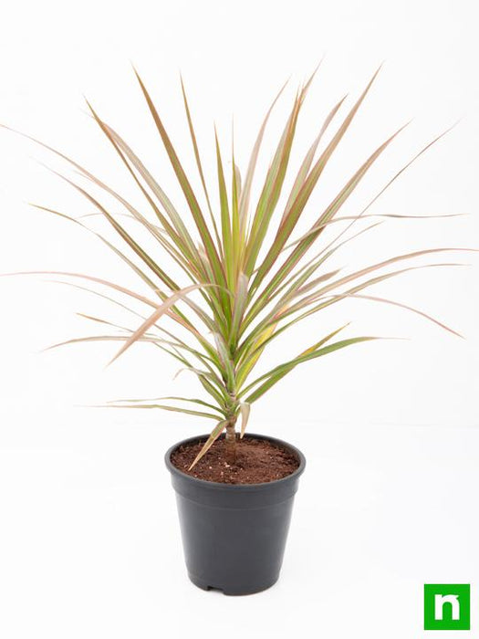 dracaena colorama - plant