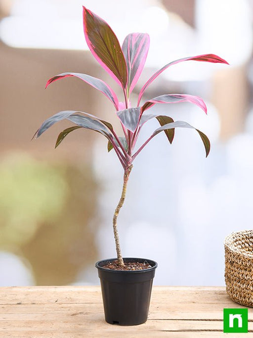 dracaena mahatma - plant