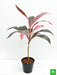 dracaena mahatma - plant