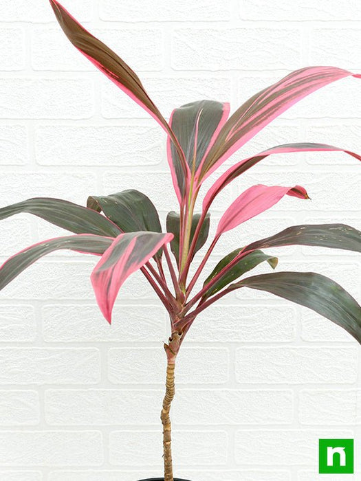 dracaena mahatma - plant