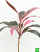 dracaena mahatma - plant