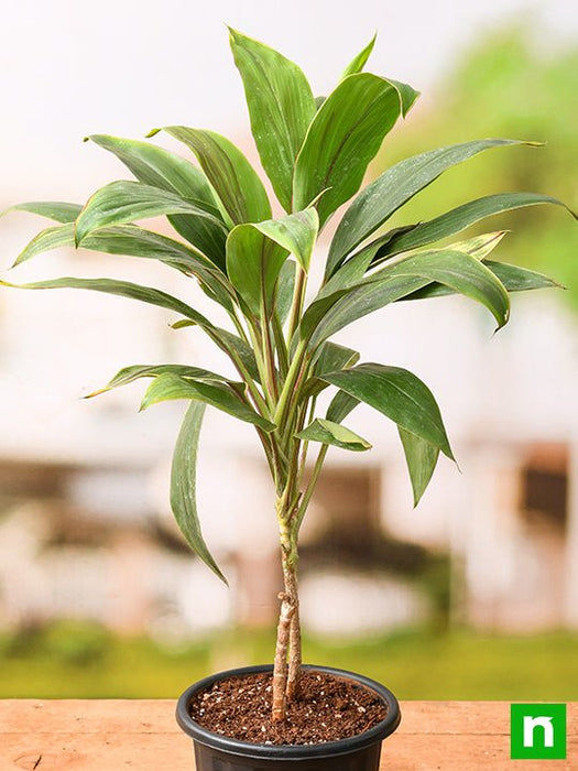 dracaena mahatma varigated - plant