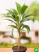 dracaena mahatma varigated - plant