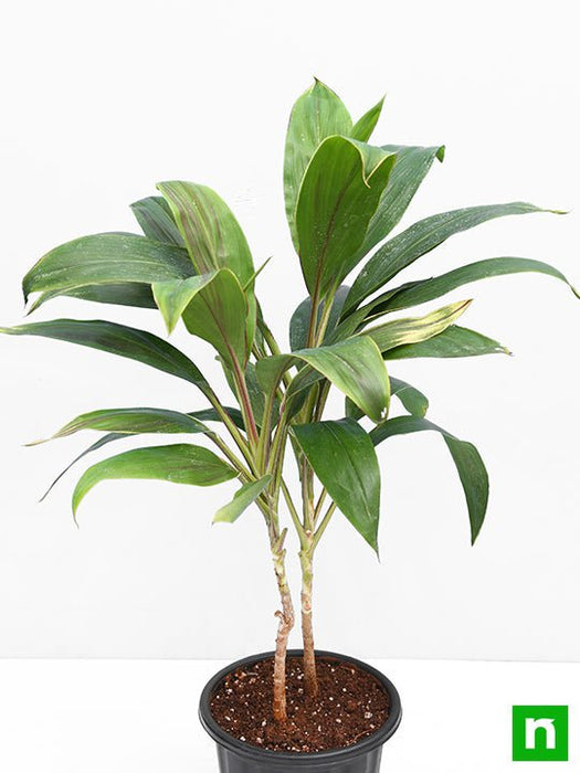 dracaena mahatma varigated - plant