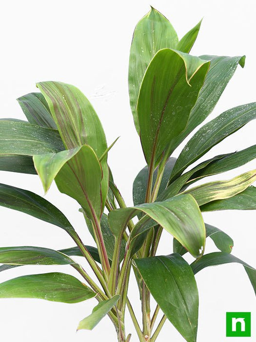 dracaena mahatma varigated - plant