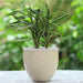 dracaena silver - plant