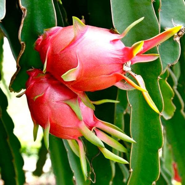 dragon fruit - plant