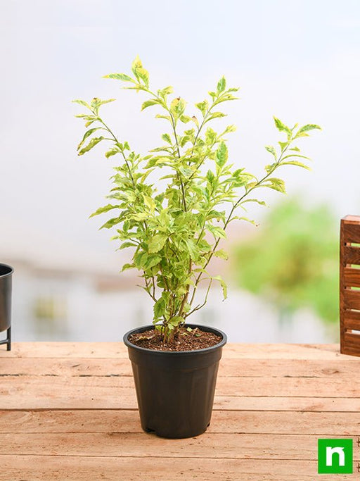 duranta golden edge - plant