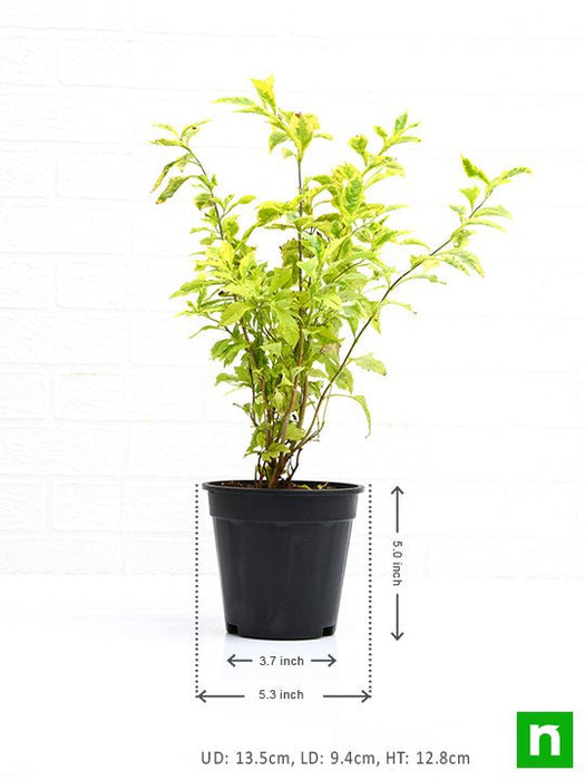 duranta golden edge - plant