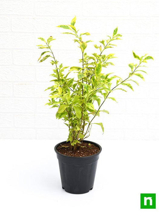 duranta golden edge - plant