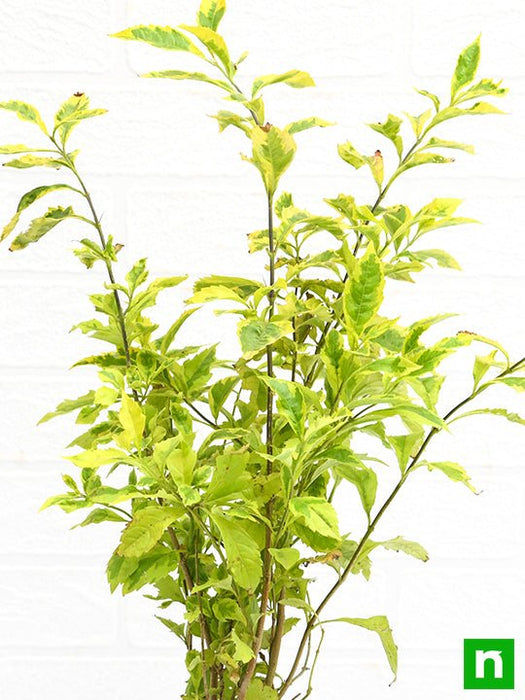 duranta golden edge - plant