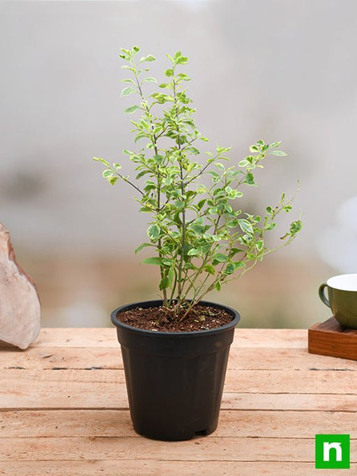 duranta variegated - plant