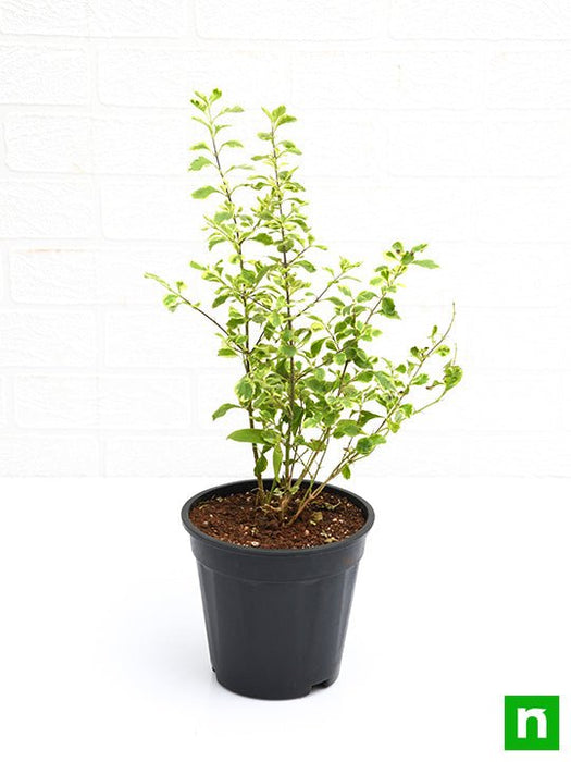 duranta variegated - plant