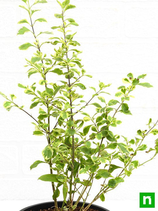 duranta variegated - plant