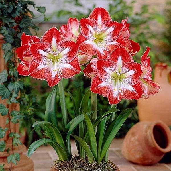 dutch amaryllis (mix colors) - bulbs (set of 5)