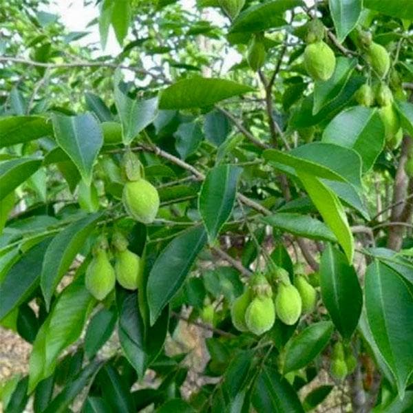 agar wood - plant