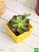 echeveria black prince - plant