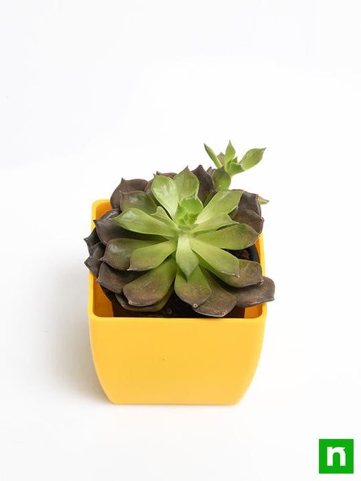 echeveria black prince - plant