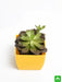 echeveria black prince - plant