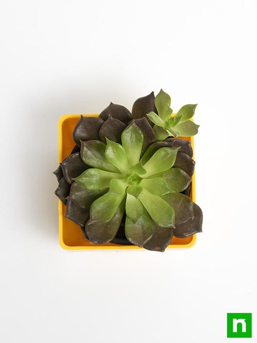 echeveria black prince - plant