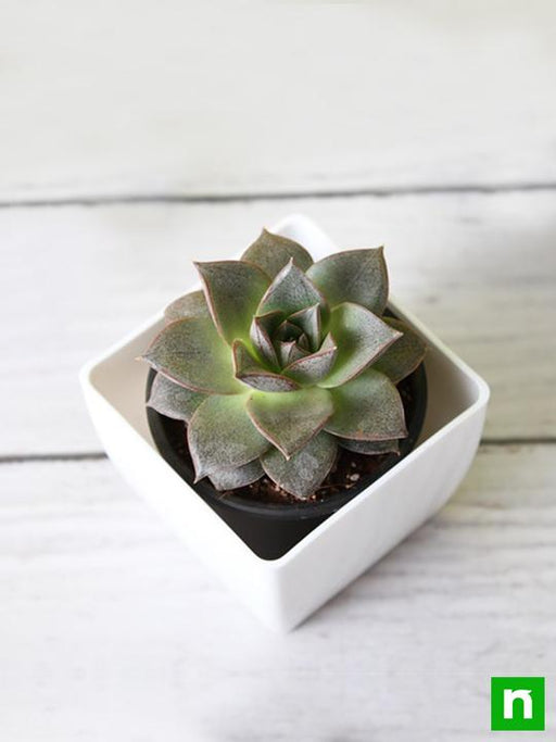 echeveria dionysos - plant