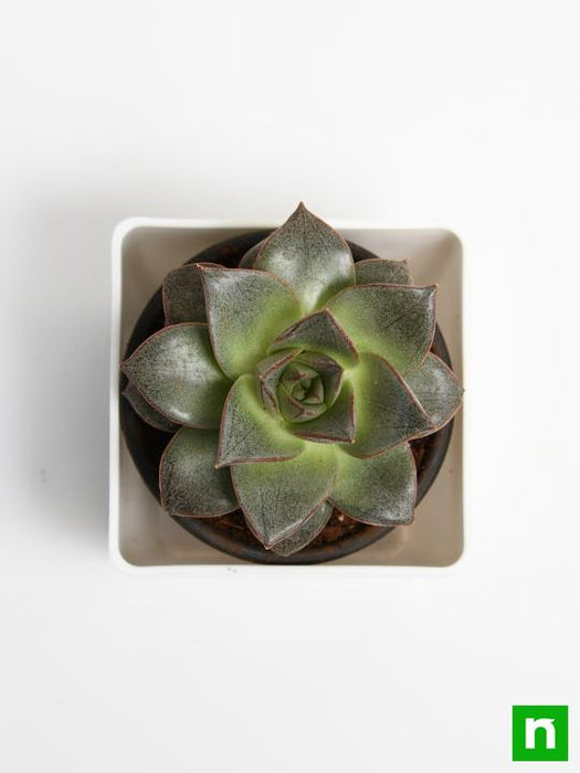 echeveria dionysos - plant