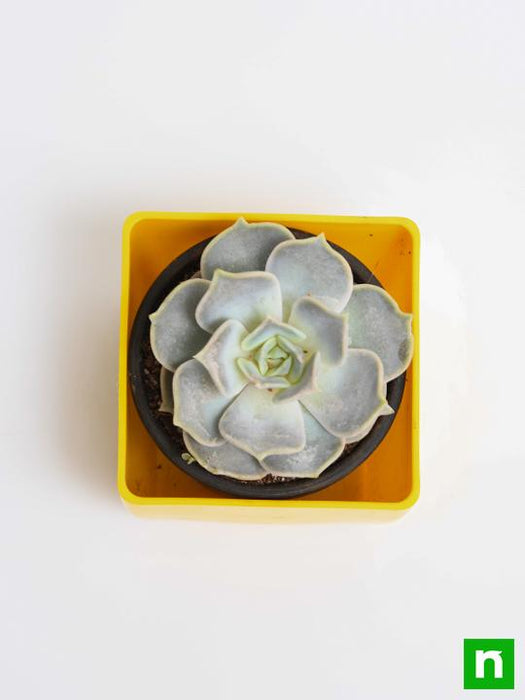 echeveria elegans rose - plant