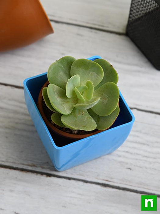 echeveria green spoon - plant