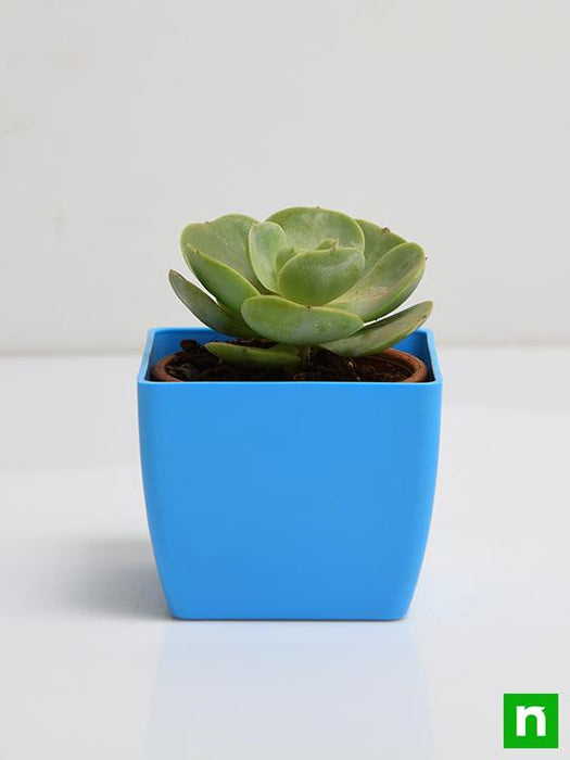 echeveria green spoon - plant