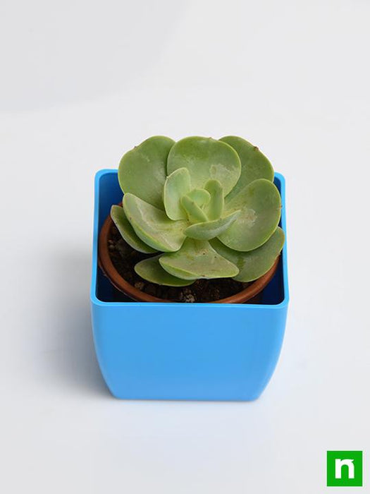 echeveria green spoon - plant