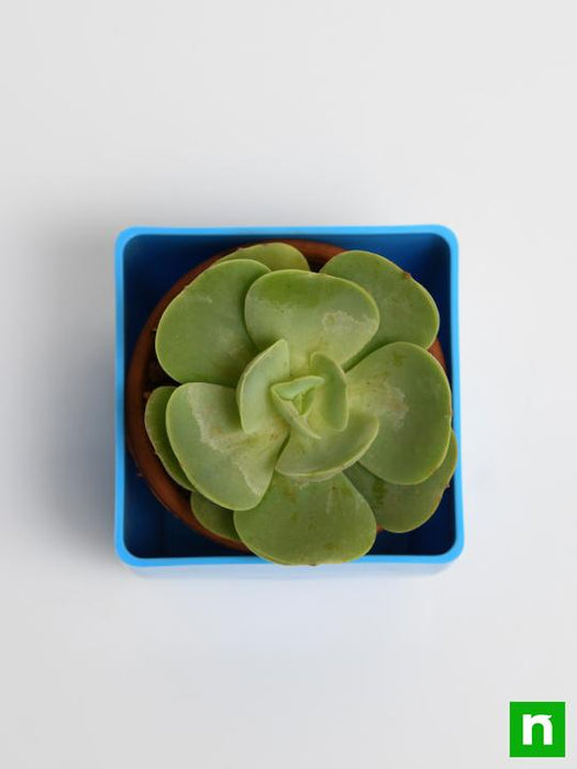 echeveria green spoon - plant