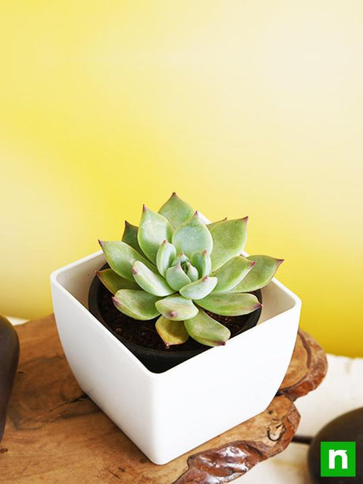 echeveria imbricata - plant