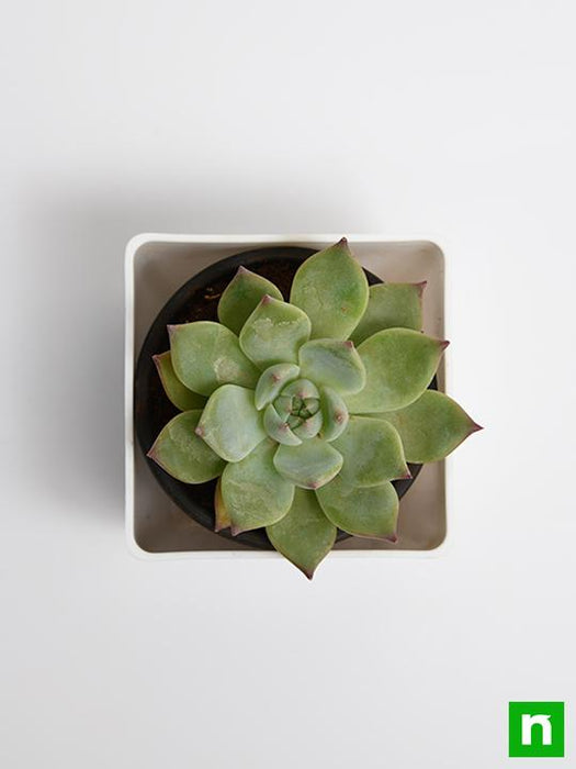 echeveria imbricata - plant