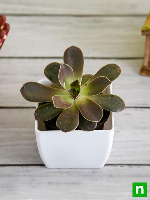 echeveria melaco - plant