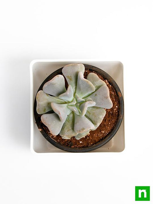 echeveria runyonii - plant