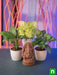 eco friendly clay ganesha with air purifier plants 