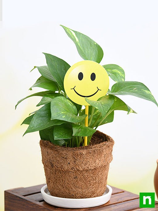 eco friendly green money plant with smiley - gift plant