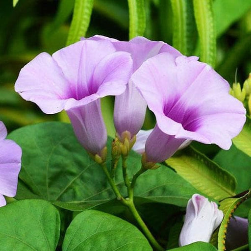 elephant creeper - plant