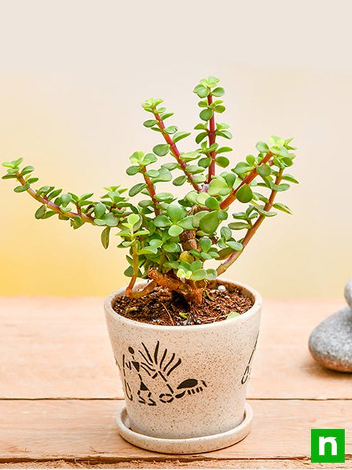 enchanting jade plant for memorable moments 