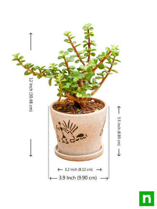 enchanting jade plant for memorable moments 