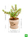 enchanting jade plant for memorable moments 