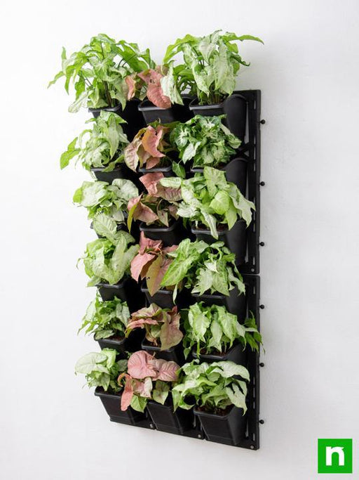 enchanting syngonium vertical garden to decorate indoor space 