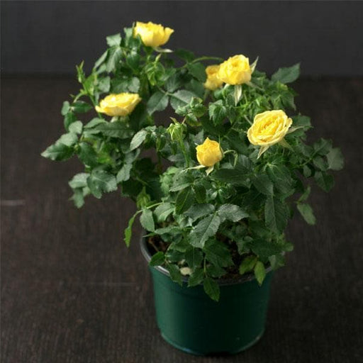 english rose (yellow) - plant