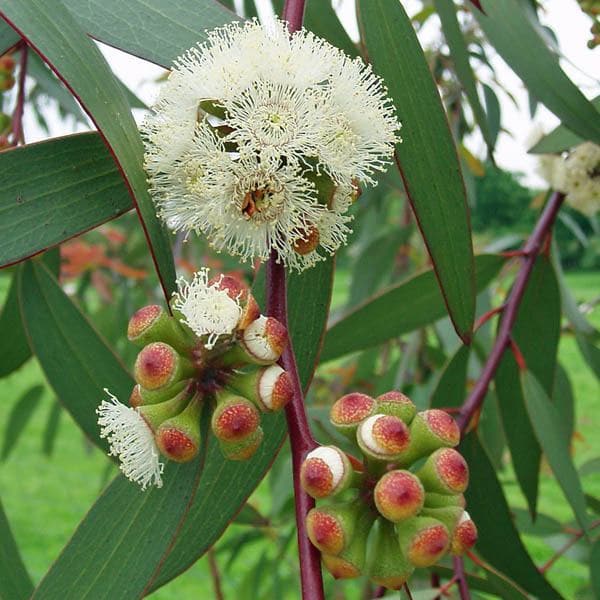 eucalyptus tree - plant